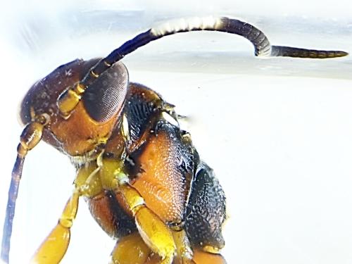 Réf. 311 091 : Apaeleticus sp.